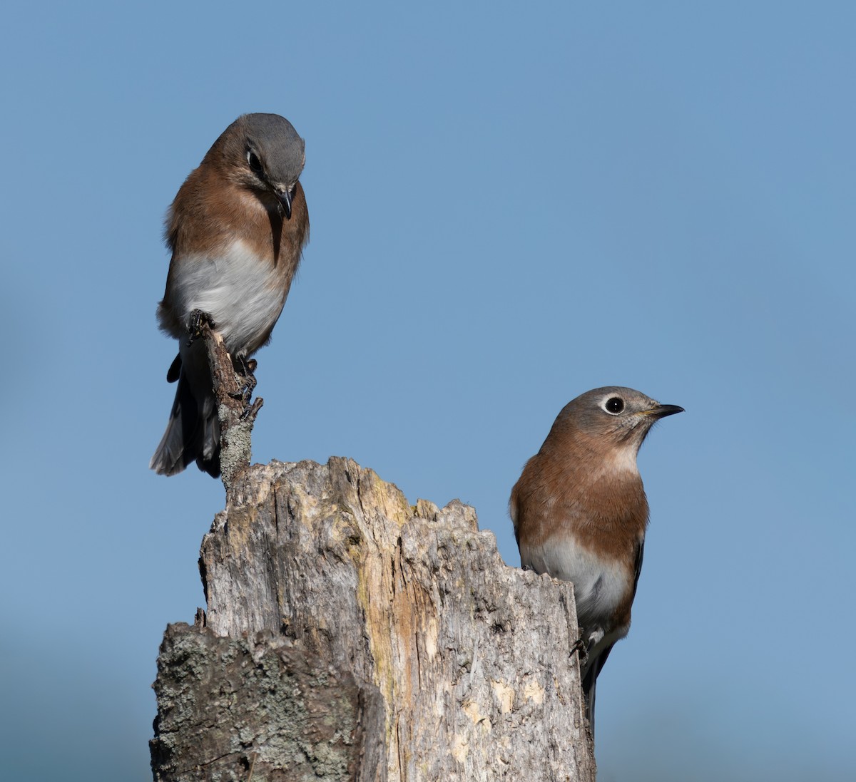 Eastern Bluebird - ML643892304