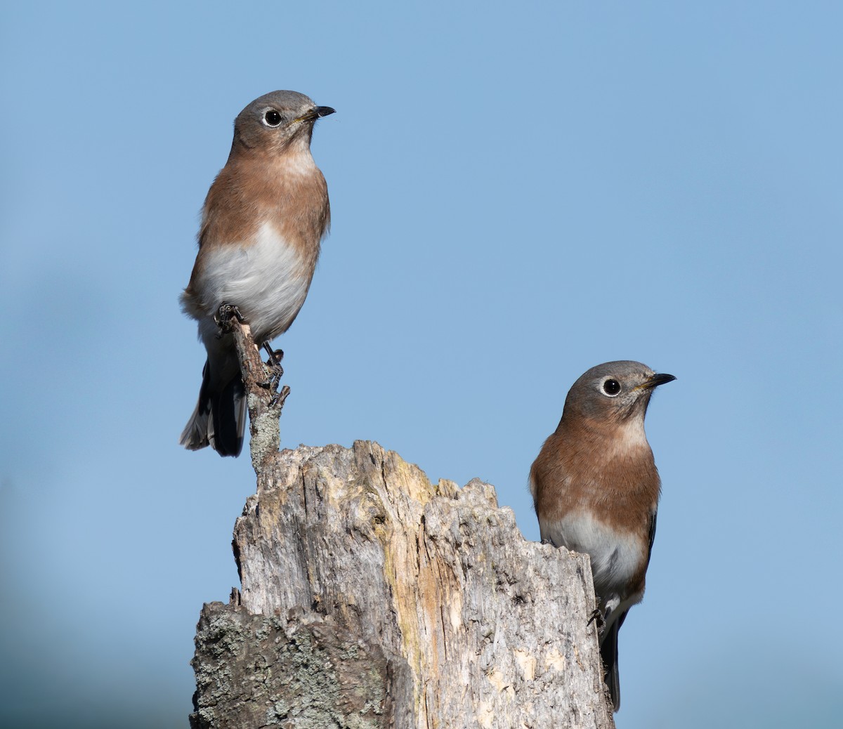 Eastern Bluebird - ML643892305