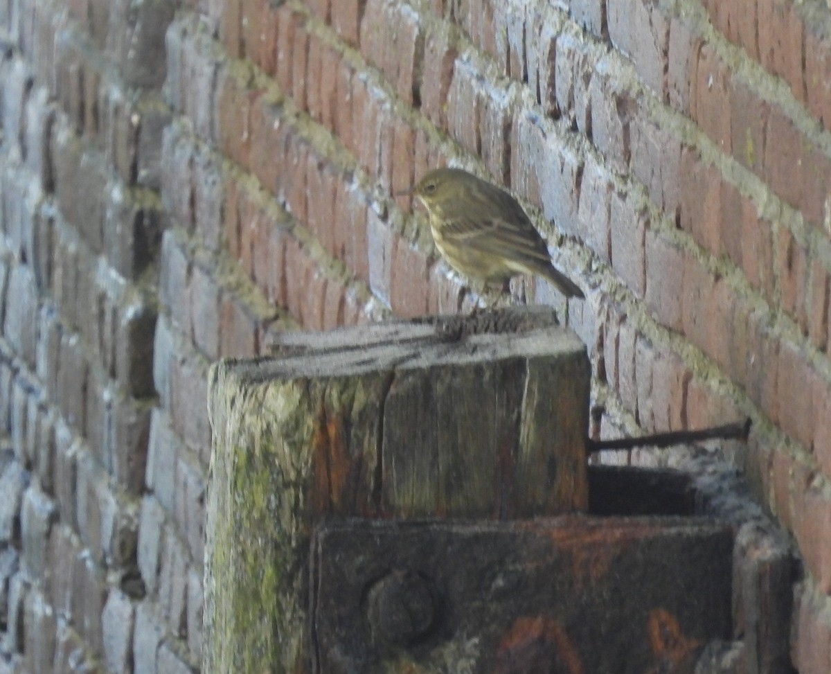 Rock Pipit - ML643892320