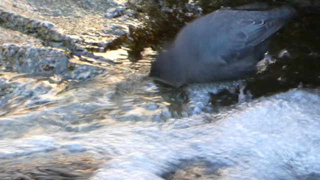 Grauwasseramsel - ML643892326