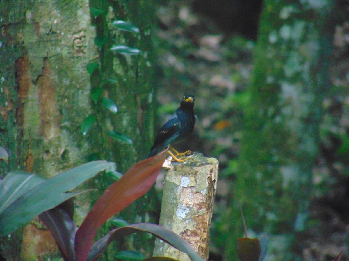 Yellow-legged Thrush - ML643892331