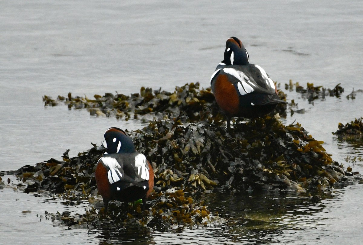 Harlequin Duck - ML643892332