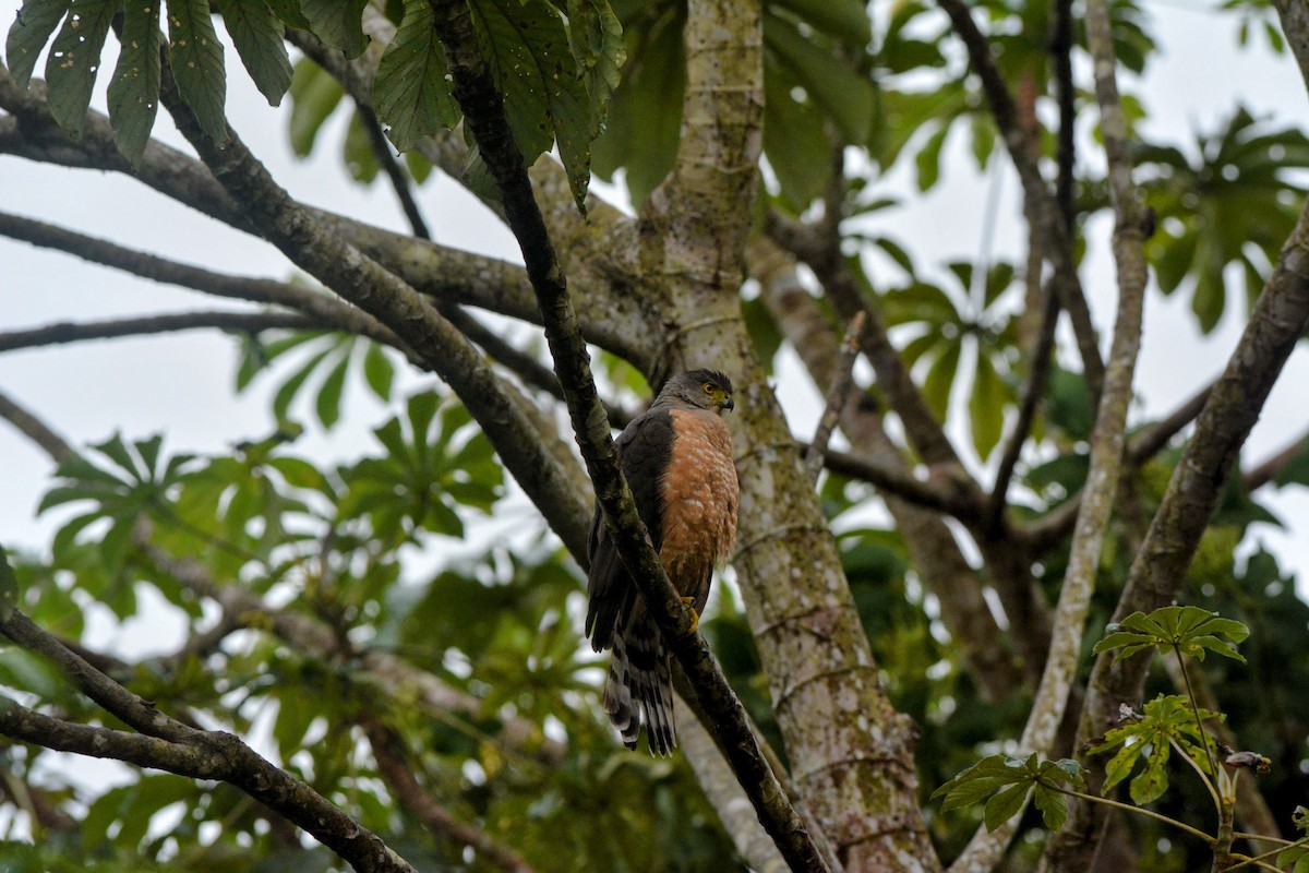 Bicolored Hawk - ML643892333