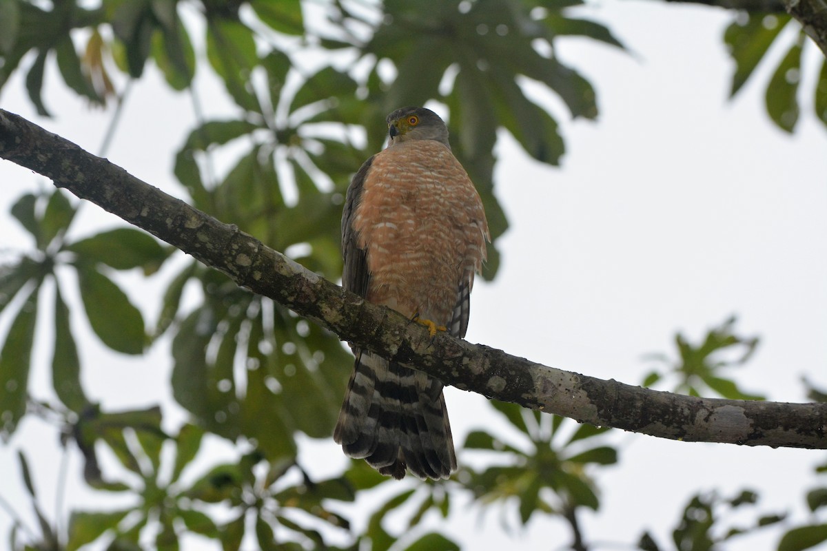 Bicolored Hawk - ML643892334