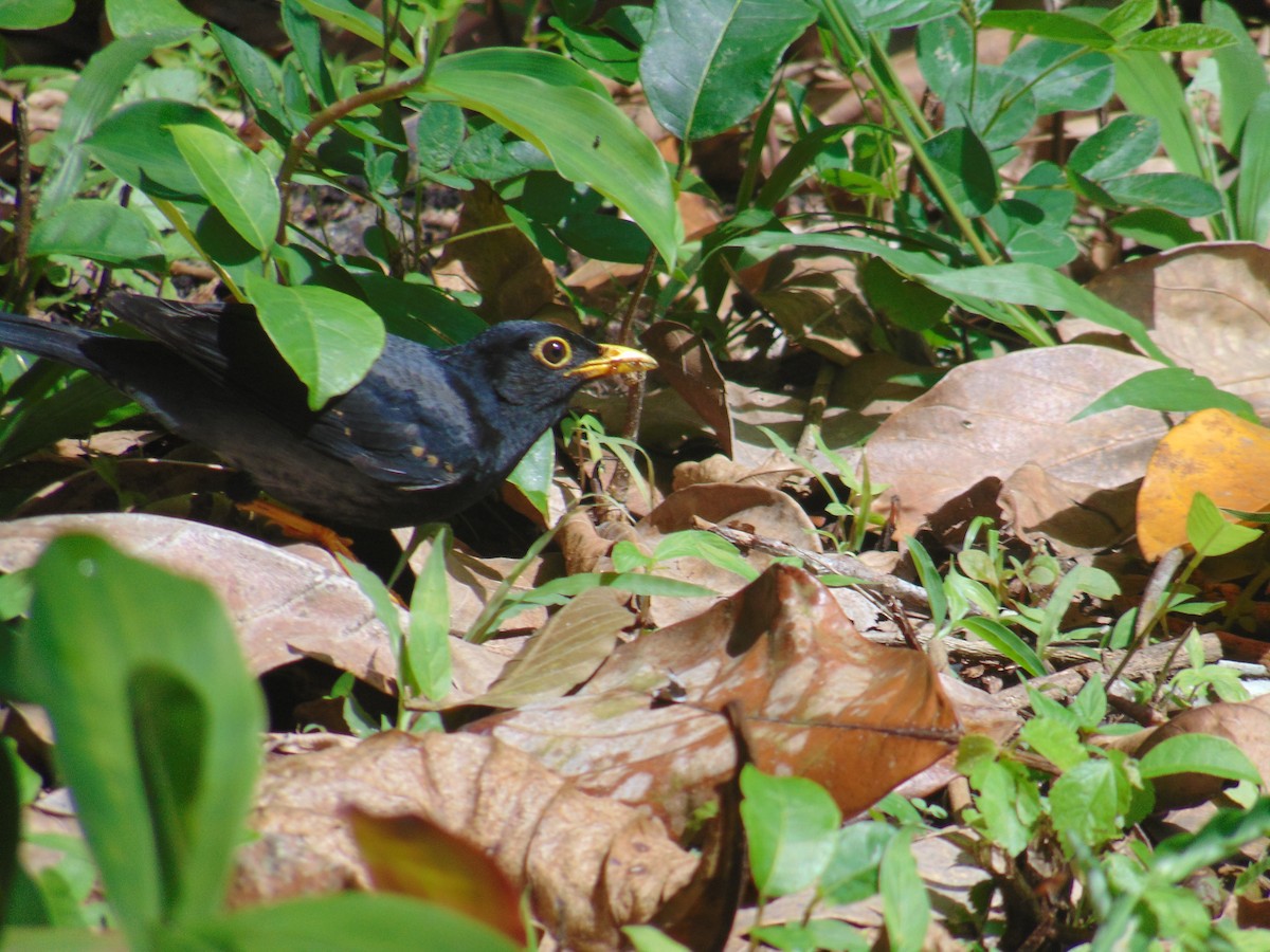 Yellow-legged Thrush - ML643892335