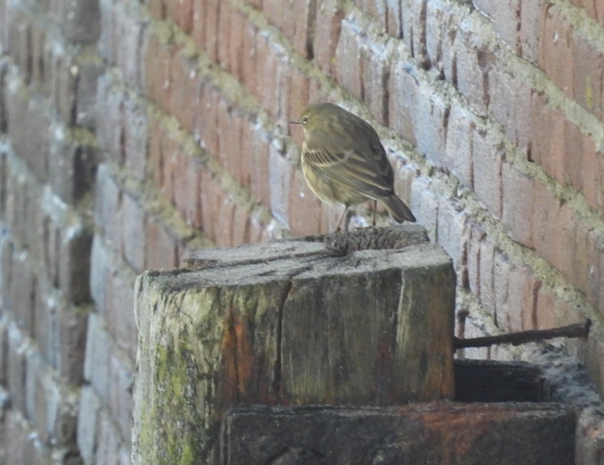 Rock Pipit - ML643892337
