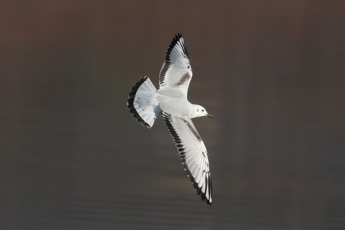 Bonaparte's Gull - ML643892338