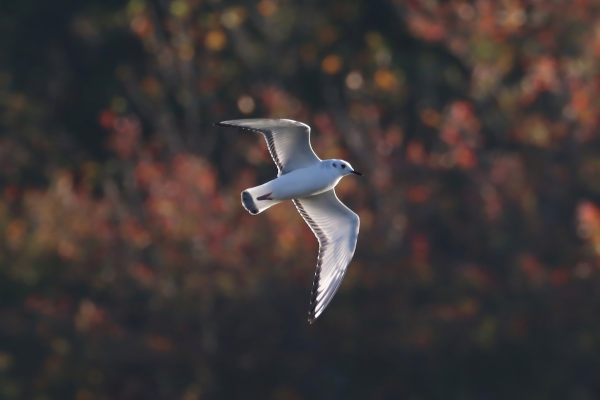 Bonaparte's Gull - ML643892348