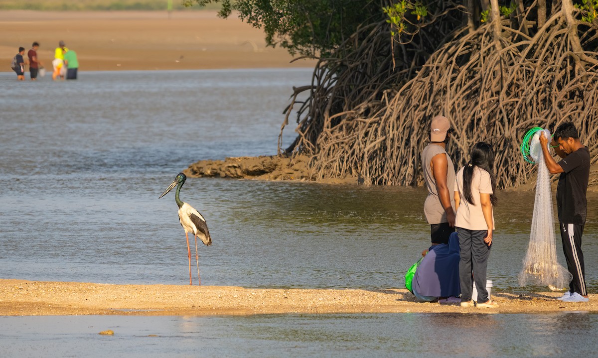Black-necked Stork - ML643892349