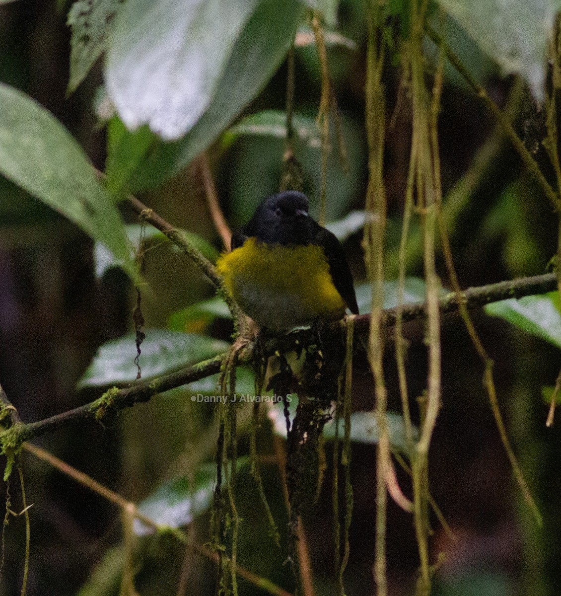 Black-and-yellow Silky-flycatcher - ML643892352