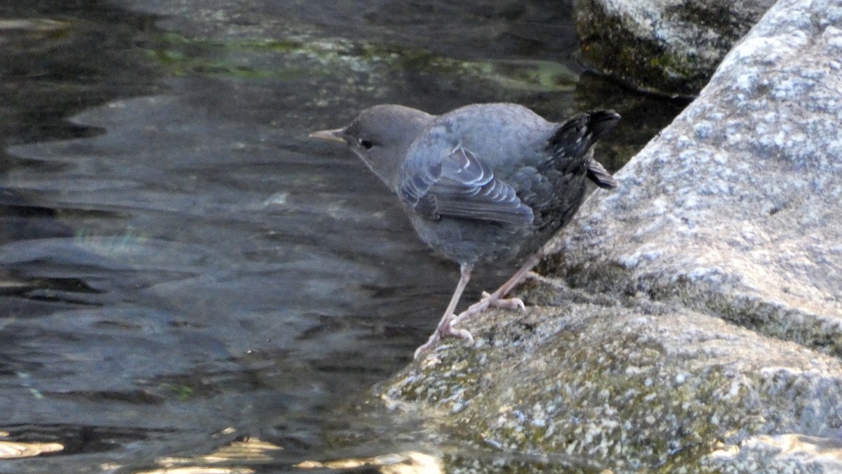 American Dipper - ML643892353