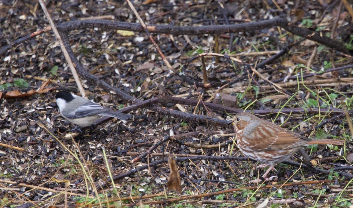 Fox Sparrow - ML643892354