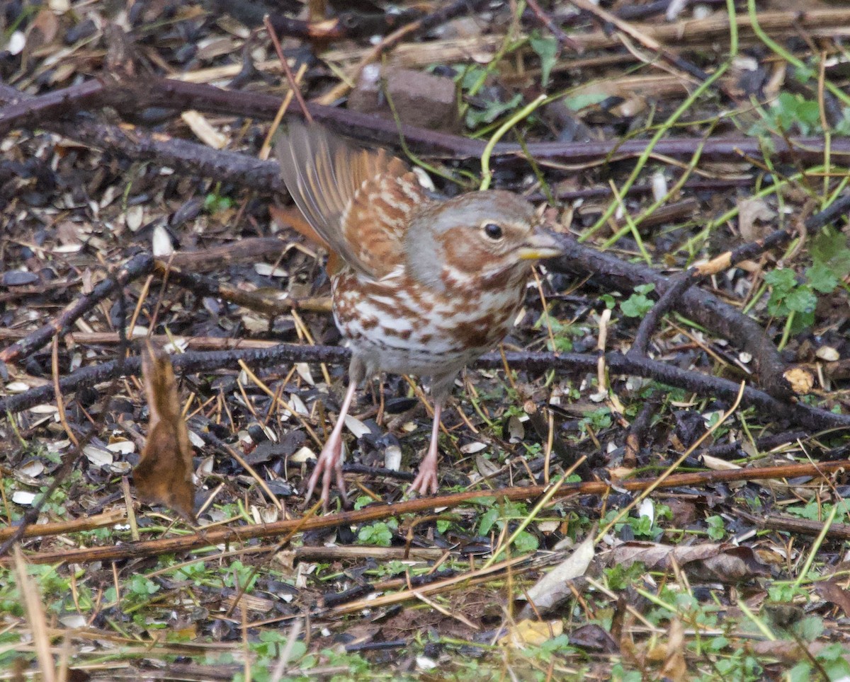 Fox Sparrow - ML643892355