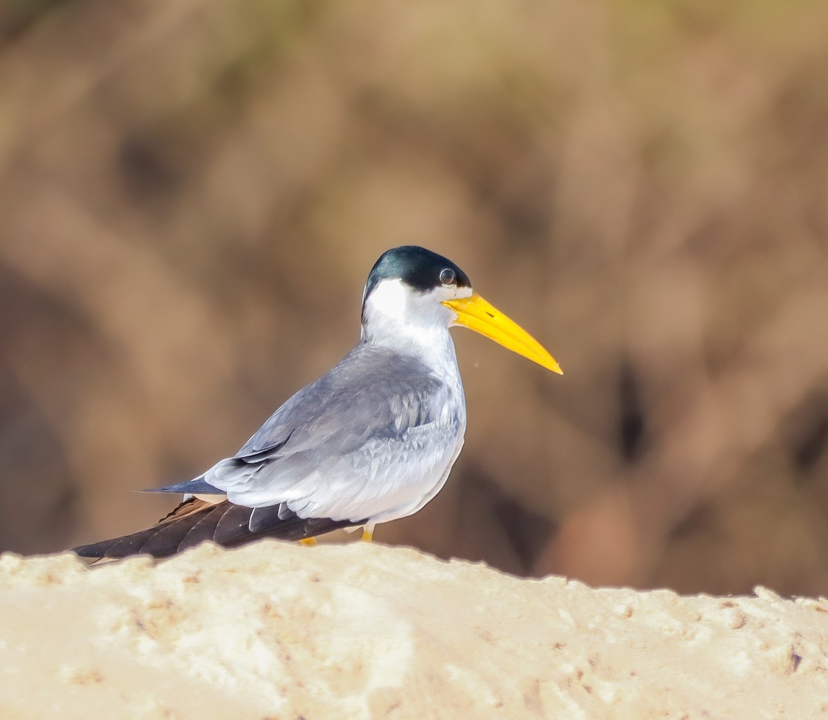 Large-billed Tern - ML643892356