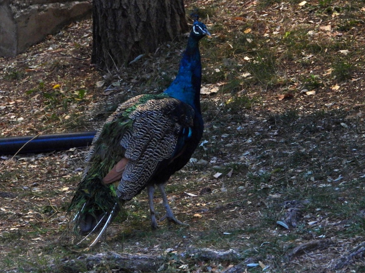 Indian Peafowl (Domestic type) - ML643892358