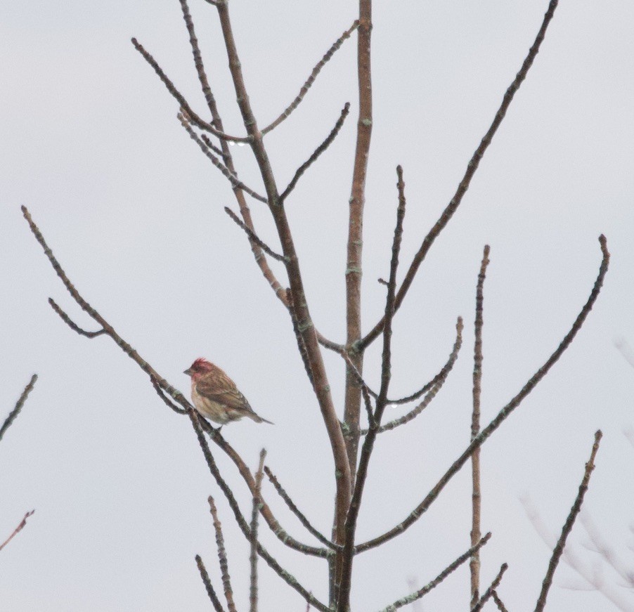 Purple Finch - ML643892363