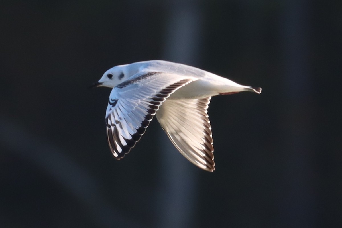 Bonaparte's Gull - ML643892369