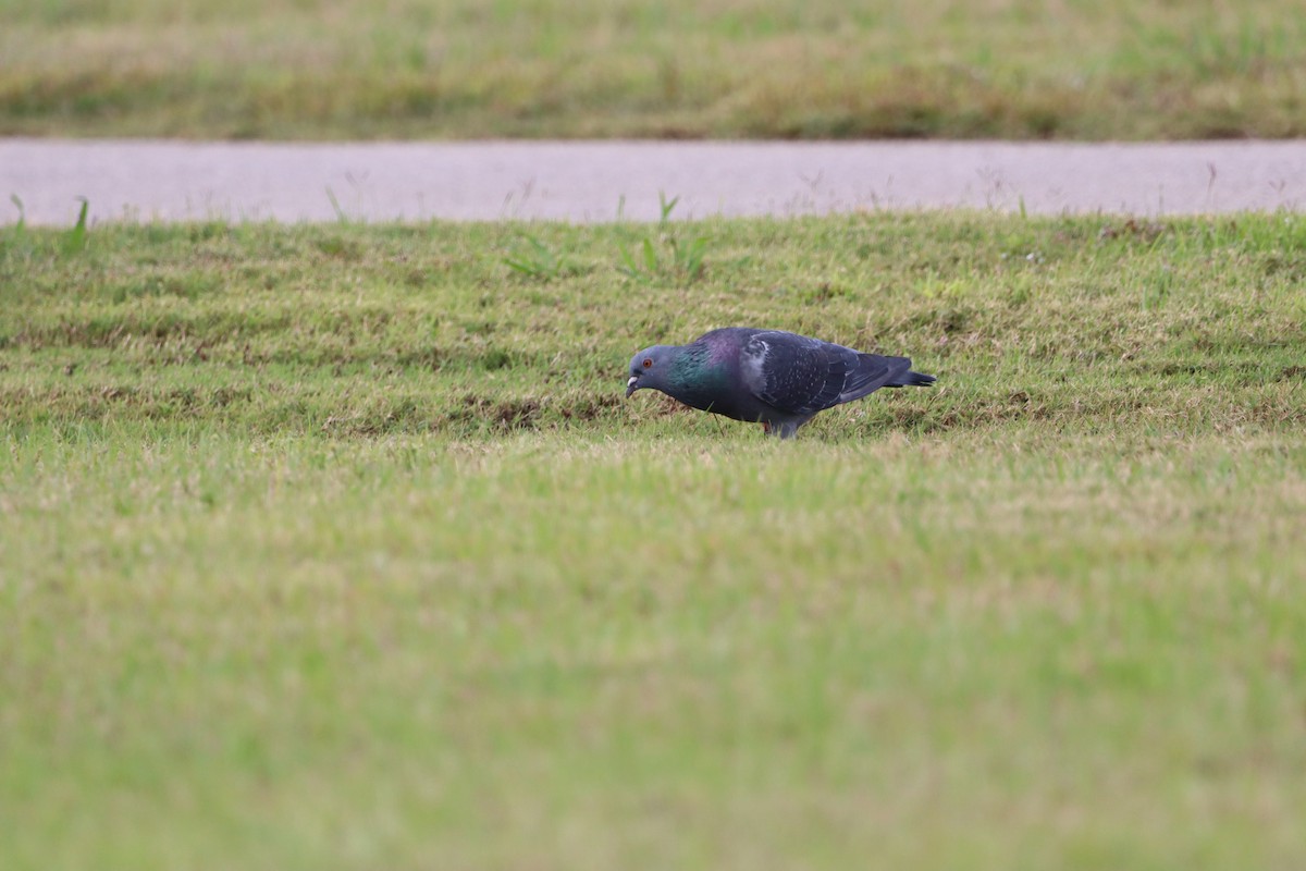 Rock Pigeon (Feral Pigeon) - ML643892396