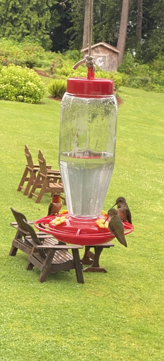 Rufous Hummingbird - ML643892399