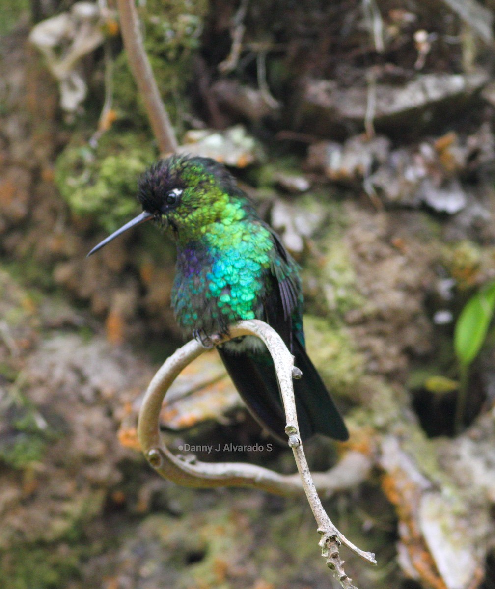 Fiery-throated Hummingbird - ML643892408