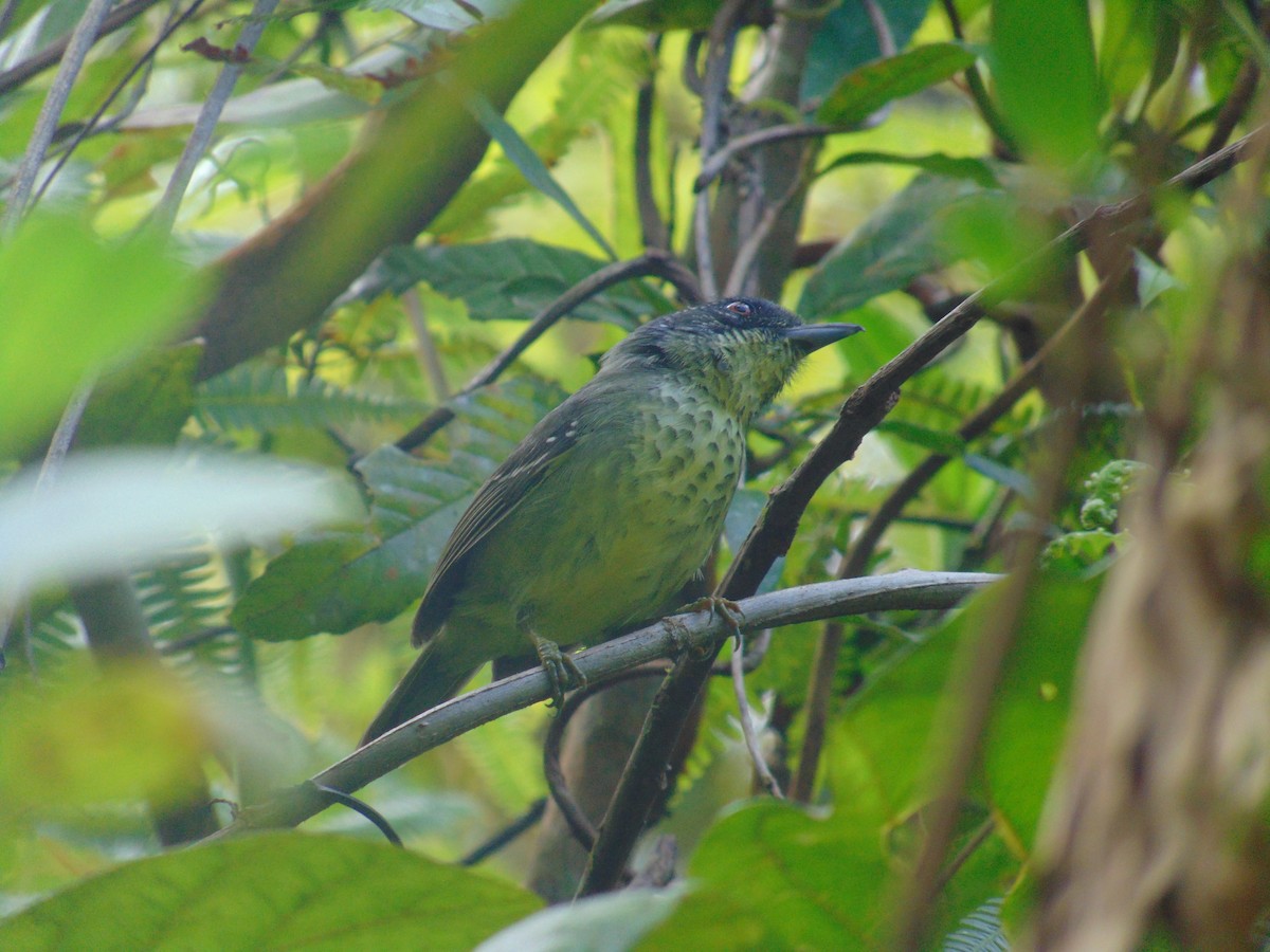 Spot-breasted Antvireo - ML643892412