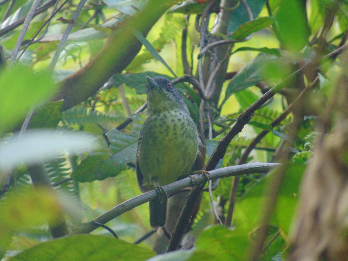 Spot-breasted Antvireo - ML643892413