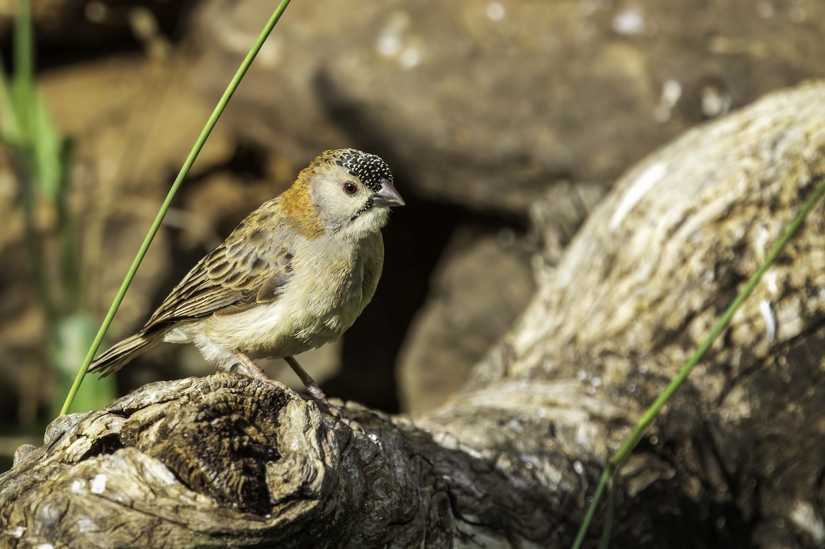Speckle-fronted Weaver - ML643892418