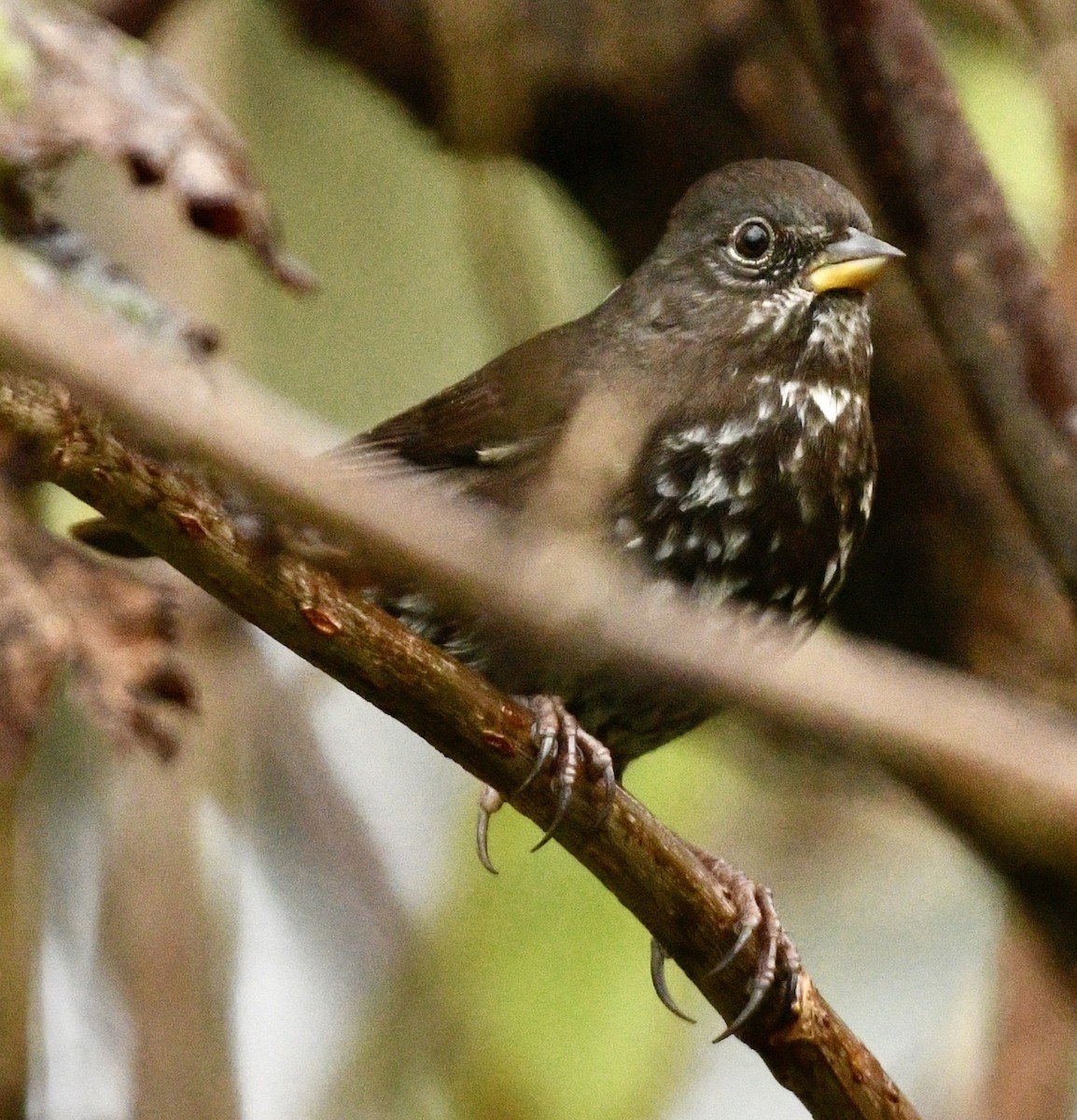 Fox Sparrow - ML643892419