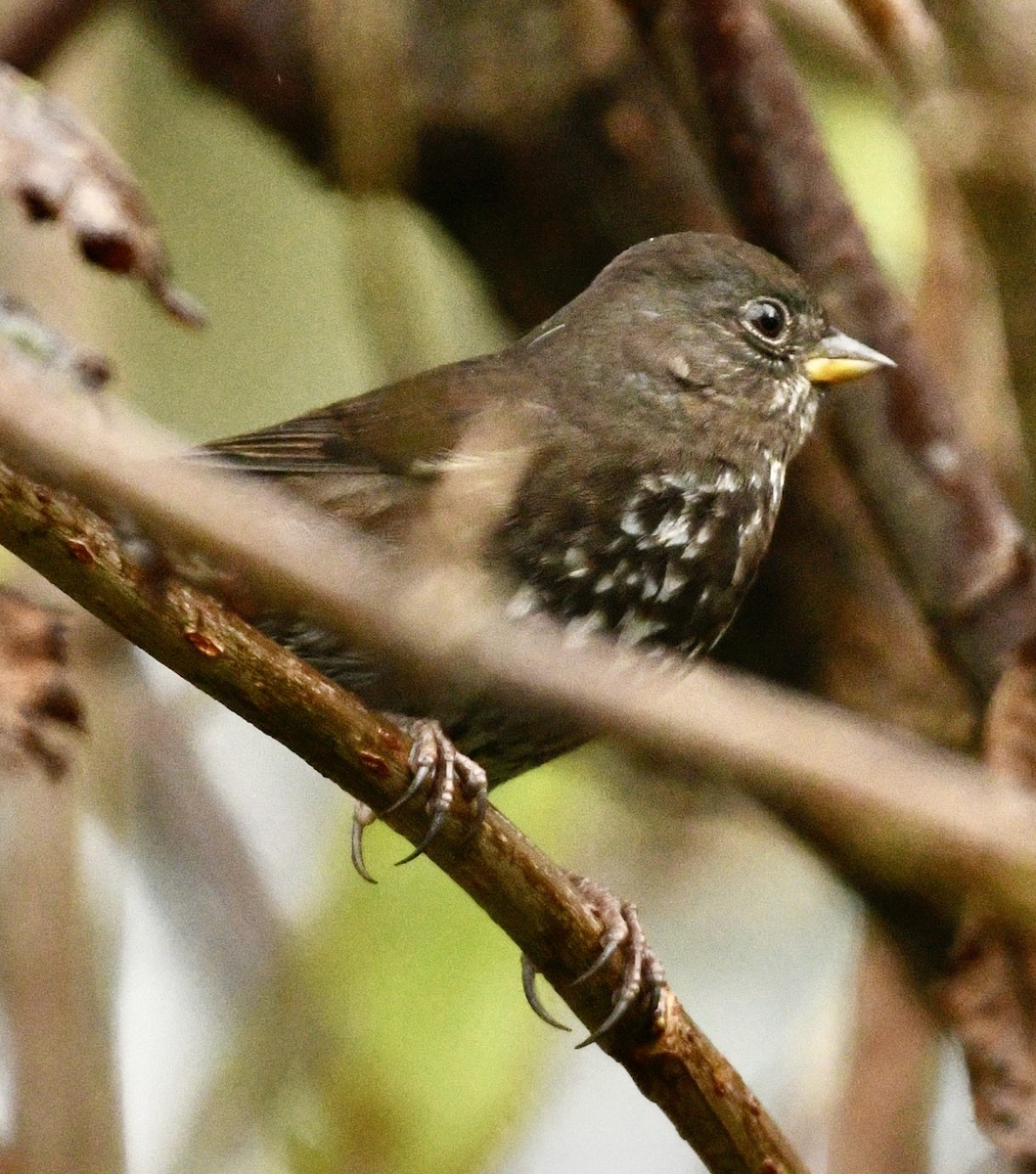 Fox Sparrow - ML643892420
