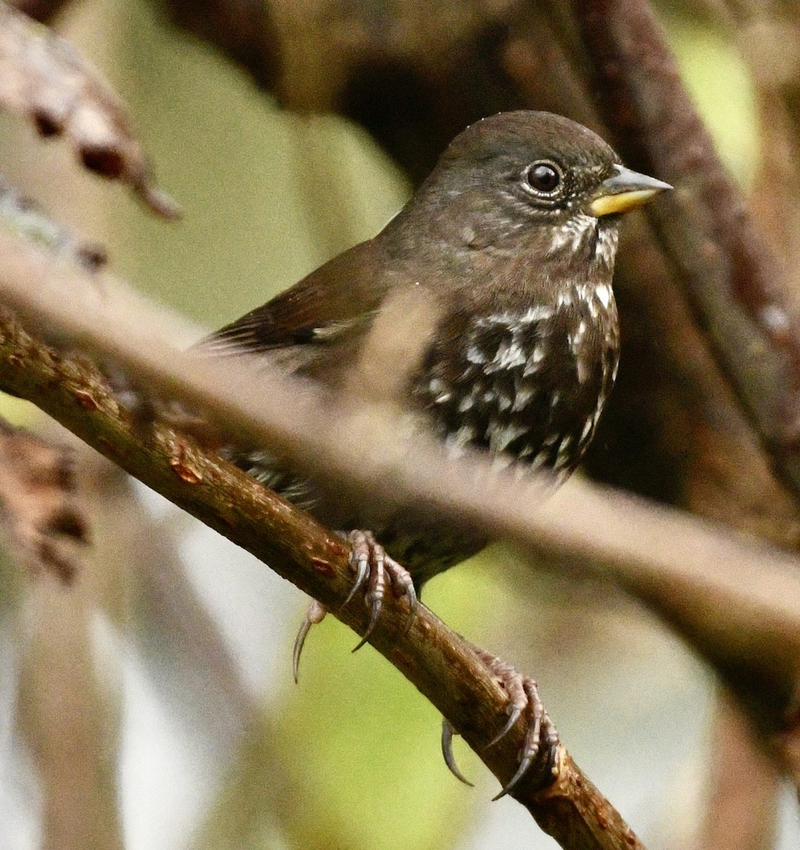 Fox Sparrow - ML643892421