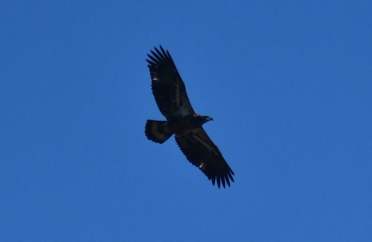 Bald Eagle - ML643892424