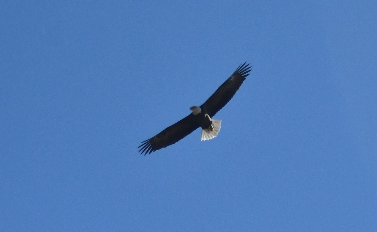 Bald Eagle - ML643892437