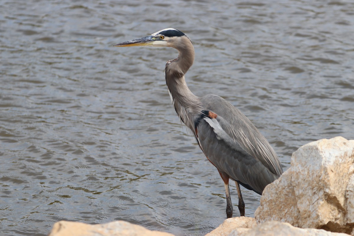 Great Blue Heron - ML643892439