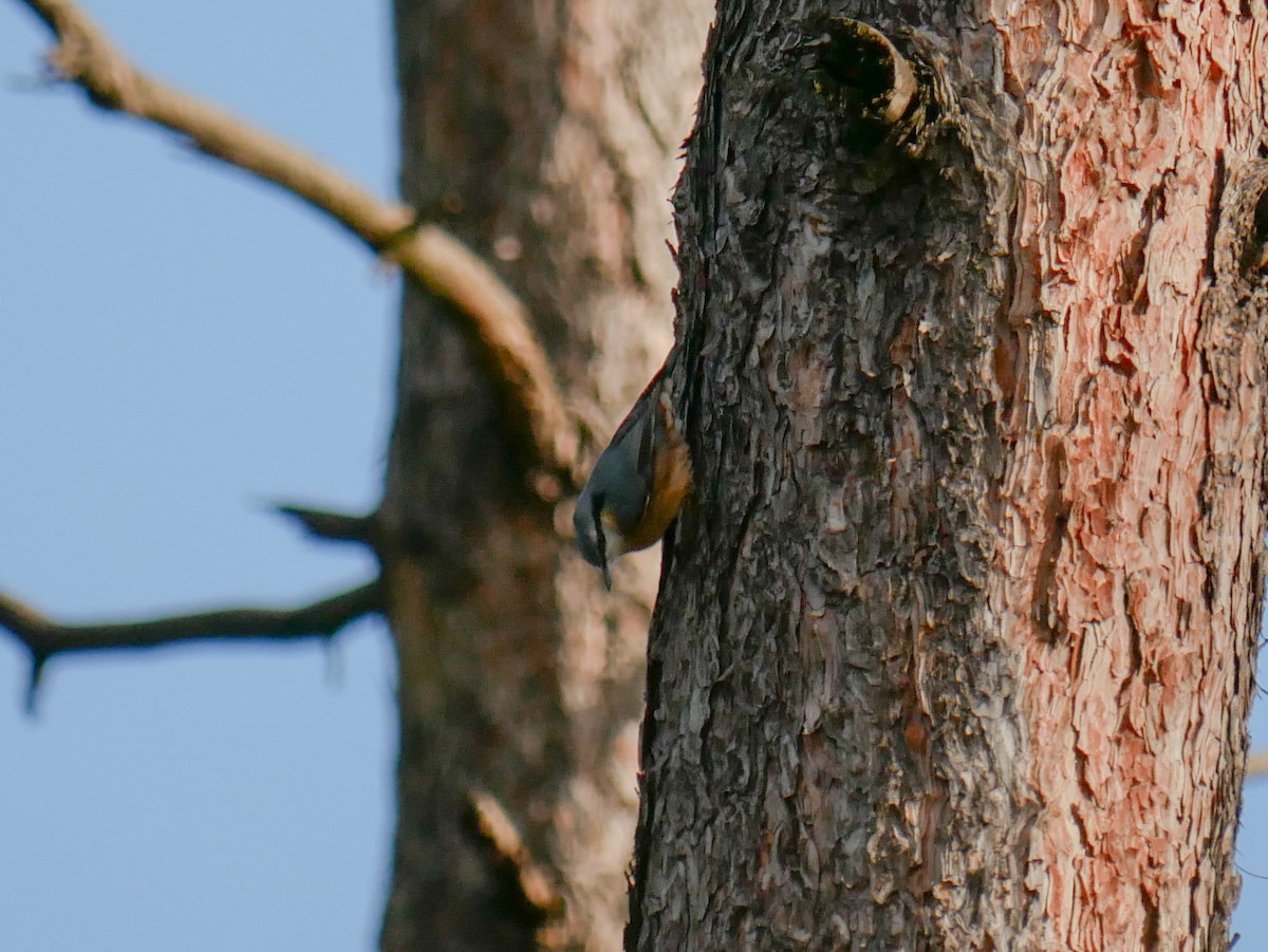 Eurasian Nuthatch - ML643892440