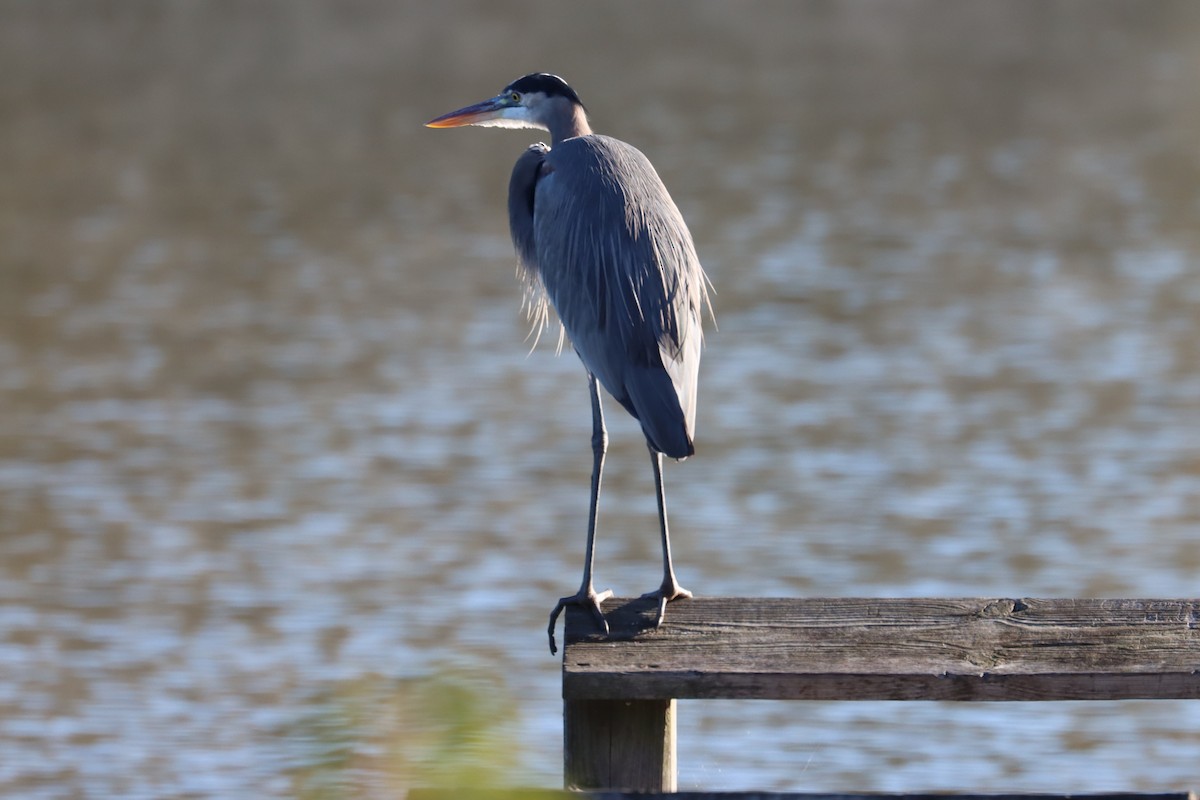 Great Blue Heron - ML643892454