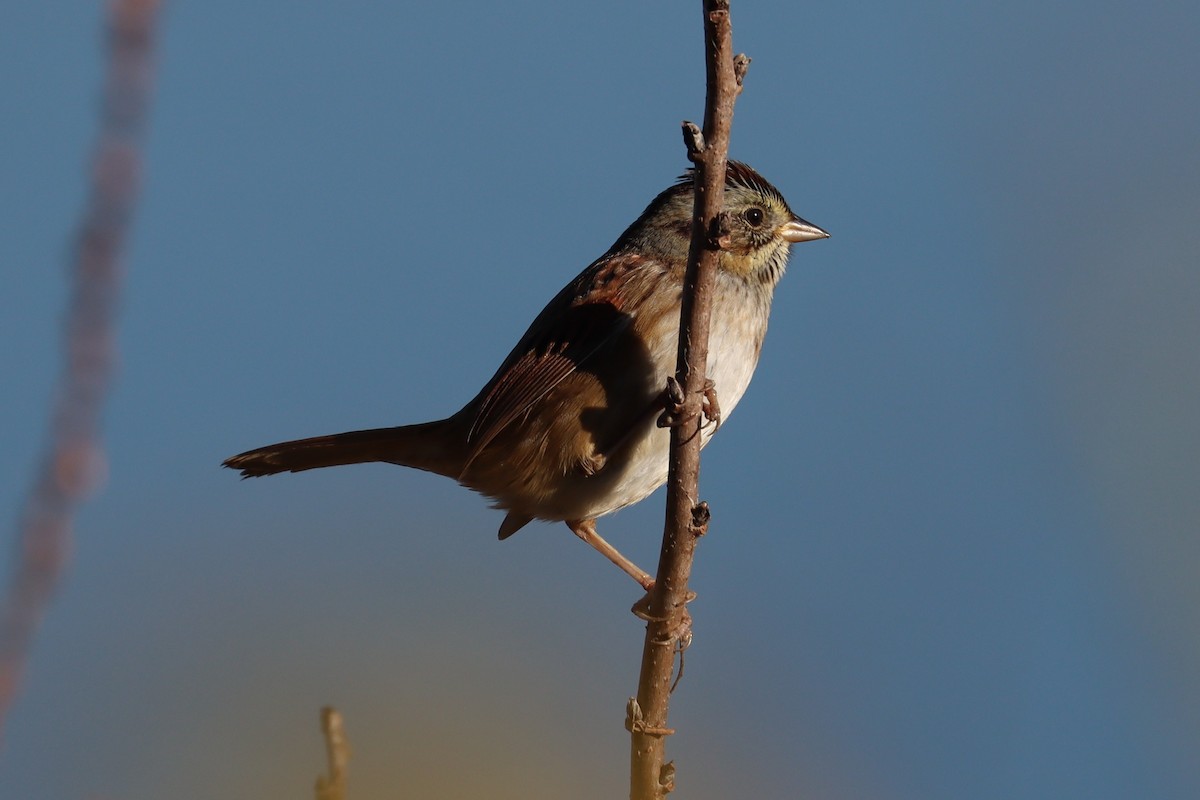 Swamp Sparrow - ML643892464