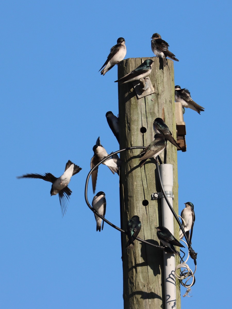 Tree Swallow - ML643892483