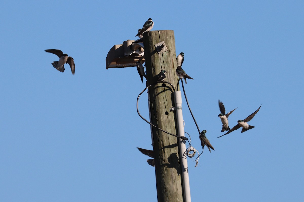 Tree Swallow - ML643892488