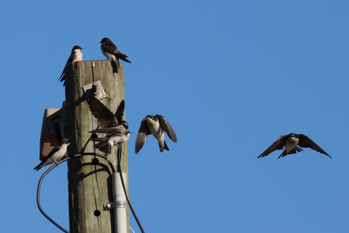 Tree Swallow - ML643892489