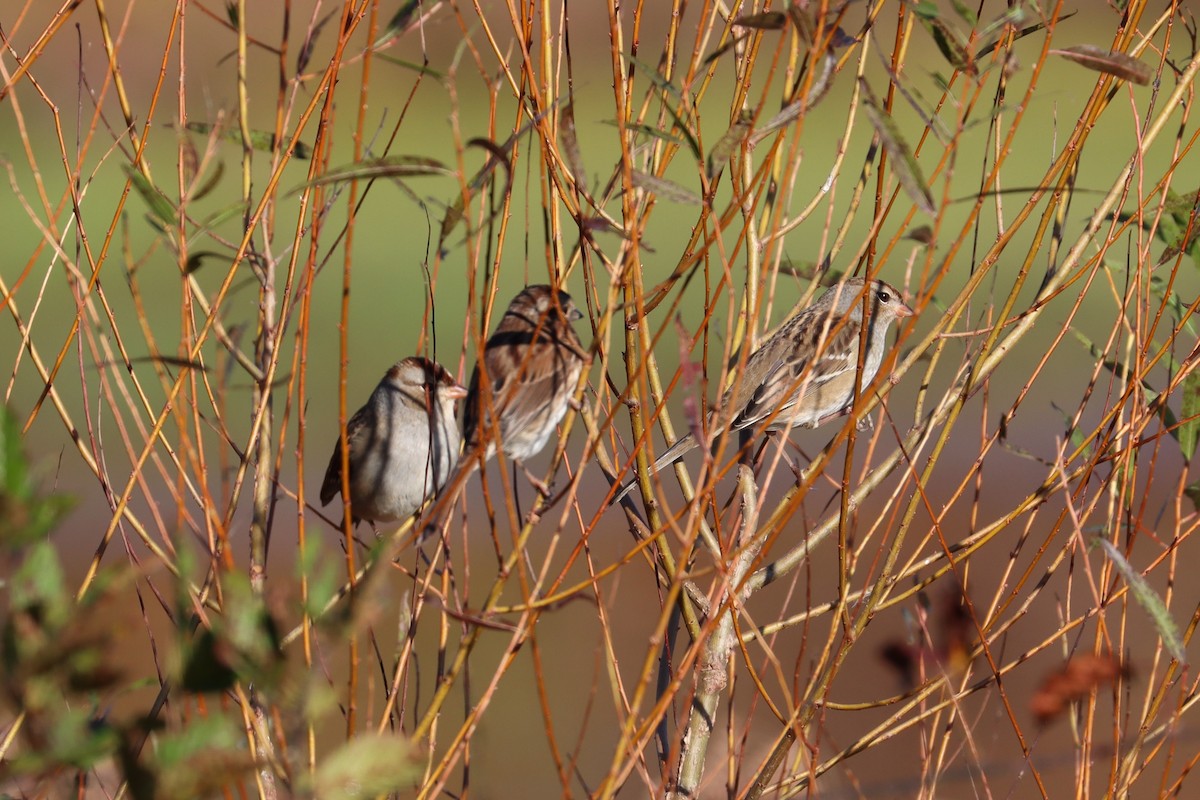 White-crowned Sparrow - ML643892501