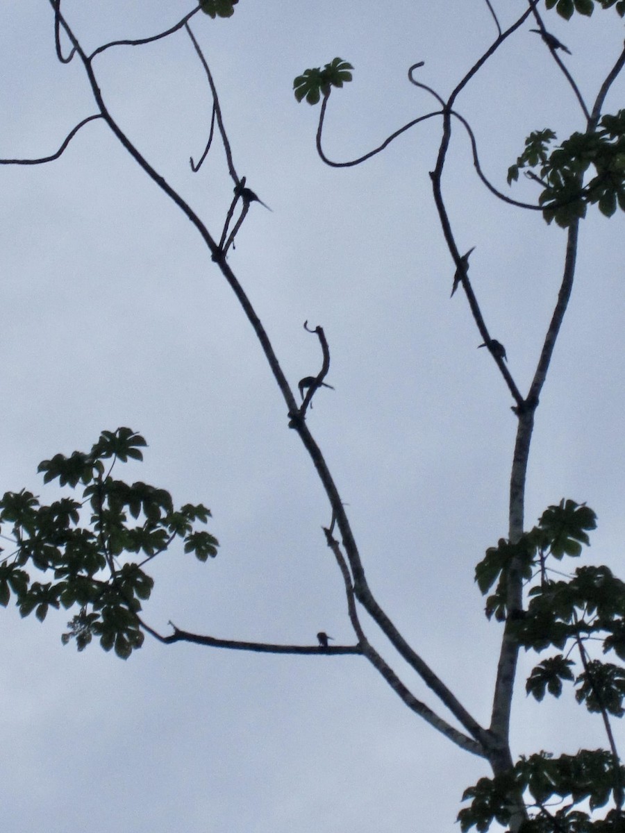 White-throated Toucan - ML643892504