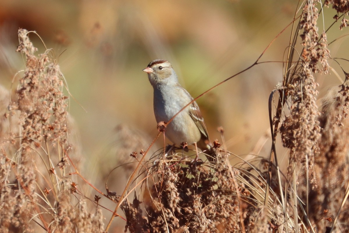 White-crowned Sparrow - ML643892505