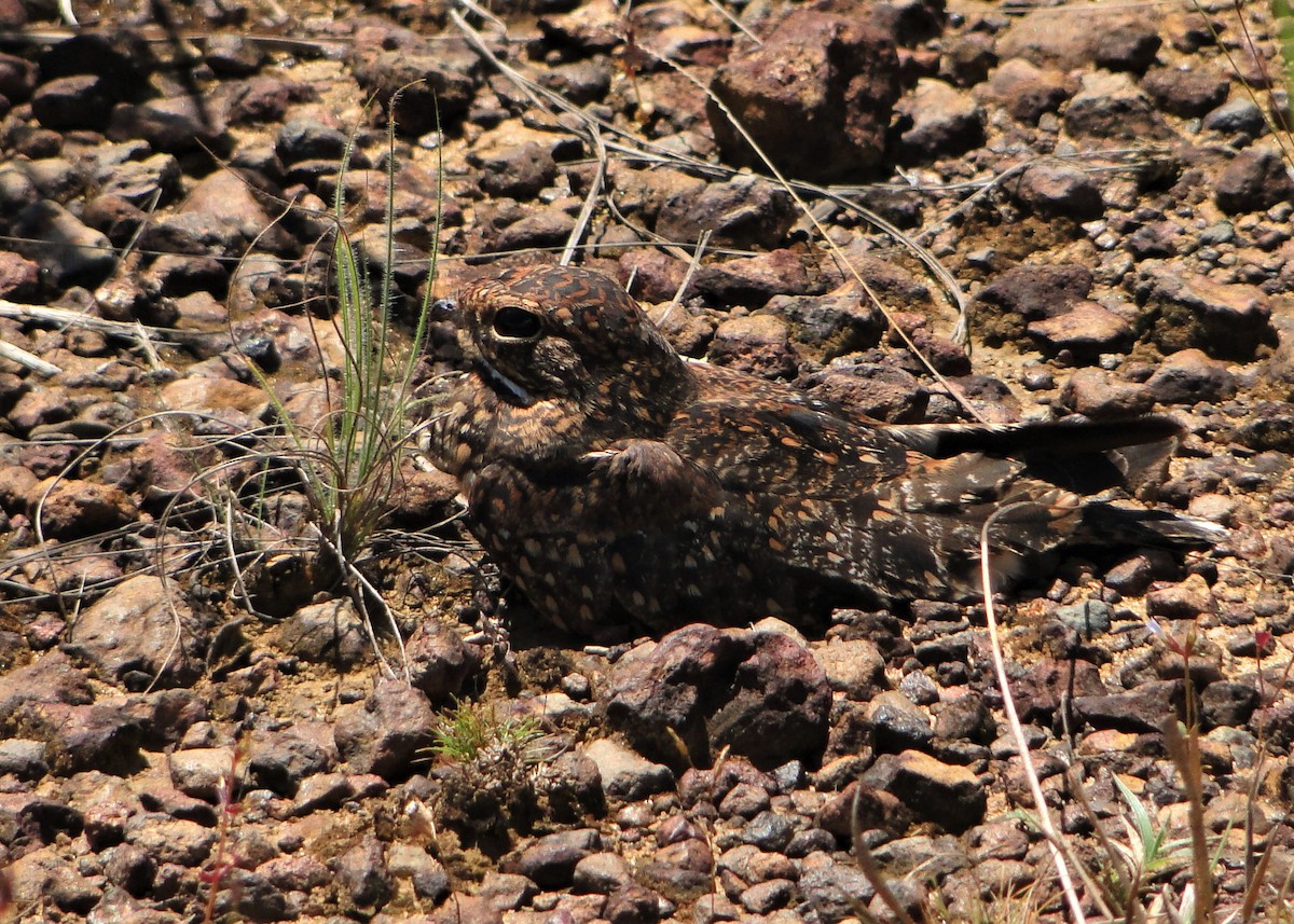 コビトアメリカヨタカ - ML64389251