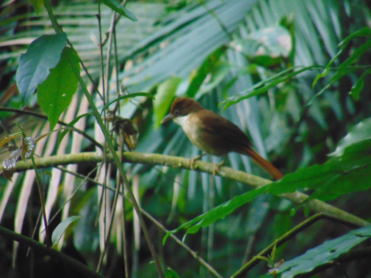 Філідор-лісовик білоокий - ML643892510