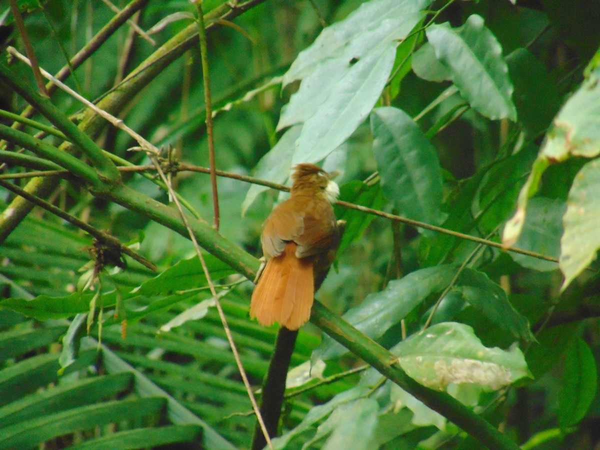 Філідор-лісовик білоокий - ML643892511