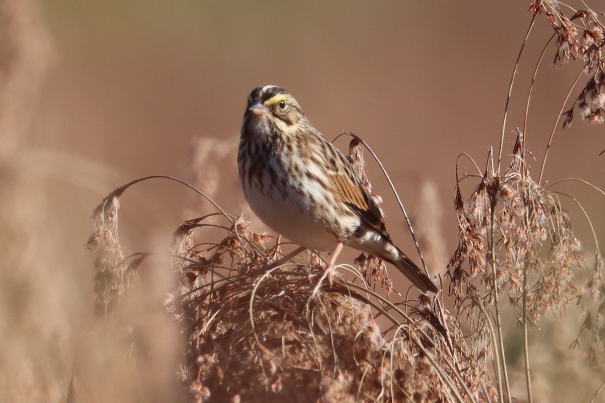 Savannah Sparrow - ML643892521