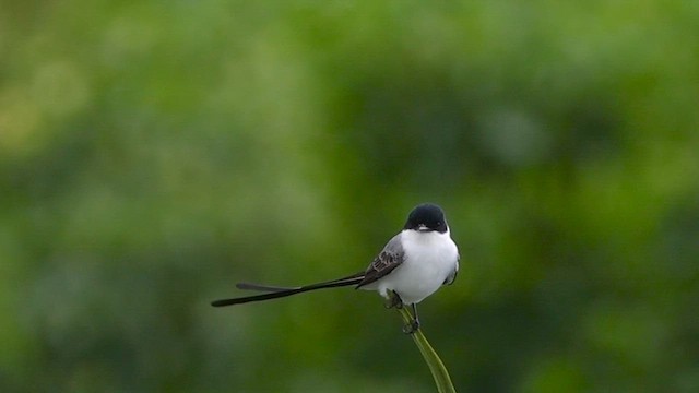 ズグロエンビタイランチョウ - ML643892522