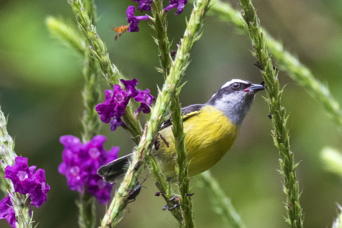 Bananaquit - ML643892539