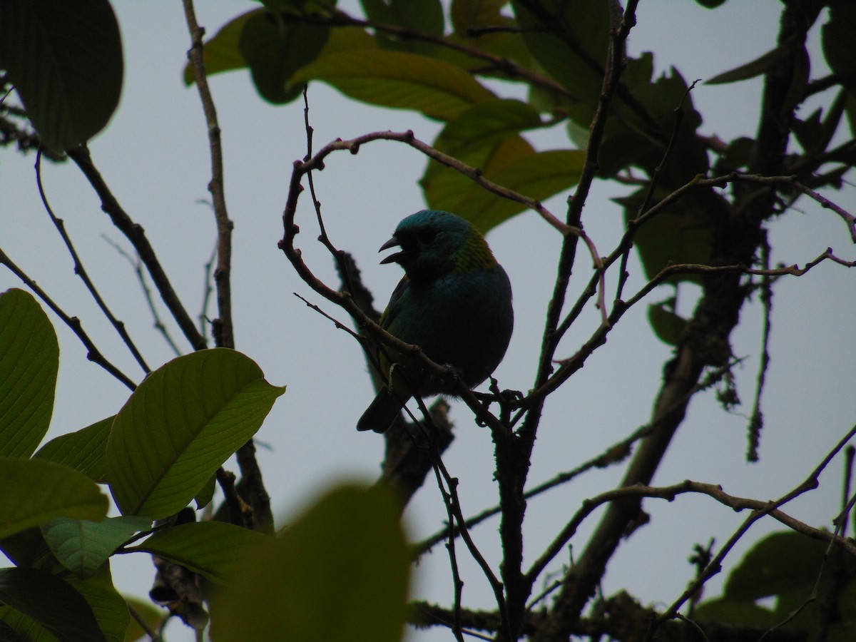Green-headed Tanager - ML643892549