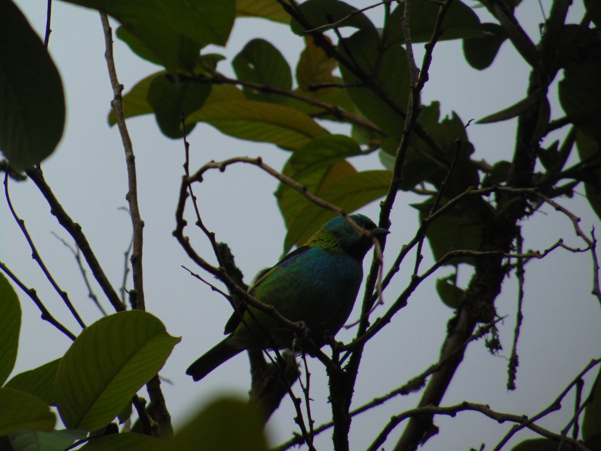 Green-headed Tanager - ML643892552